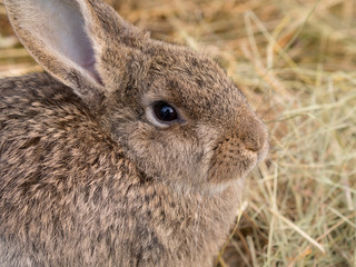 domestic rabbit closeup