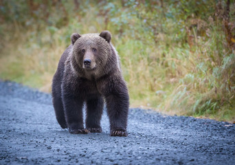 Kodiak Grizzly Bear walking by, beautiful fluffy  bear.