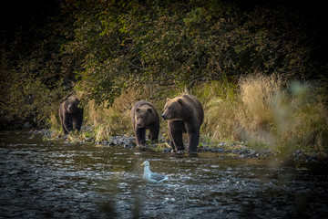 Fototapeta na wymiar Alaskan Grizzly sow with two cubs next to a river with seagull. 