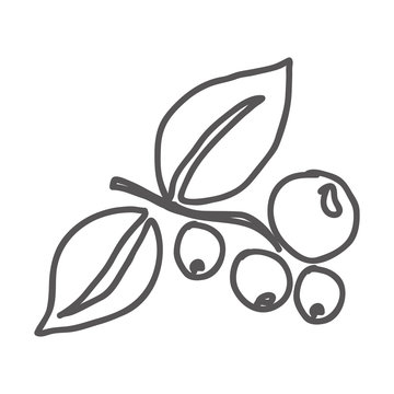 coffee plant icon image vector illustration design 