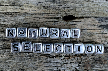 cube word natural selection on table
