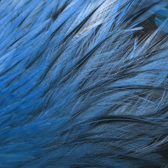 close-up chicken feathers
