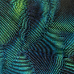 close-up peacock feathers,beautiful bird feathers