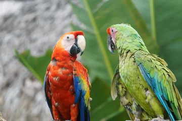 Acrylglas douchewanden met foto Papegaai macaw parrots in nature