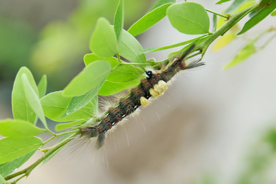 worm