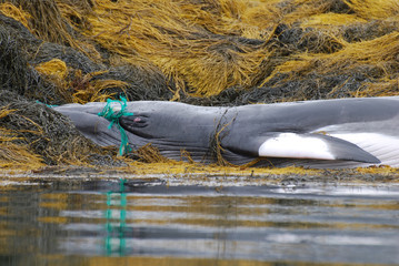 Naklejka premium Fishing Net Tangled in a Whales Mouth