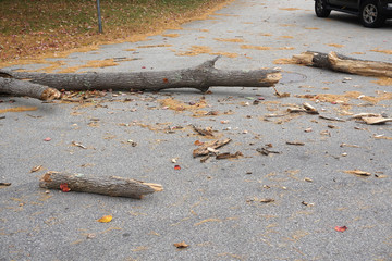 fallen tree trunk on the street blocking the traffic