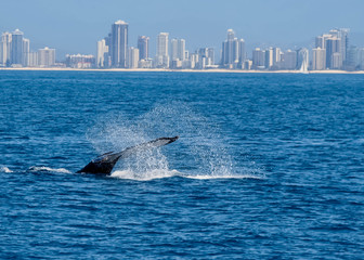 Whale Tail
