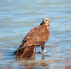 hawk eats its prey