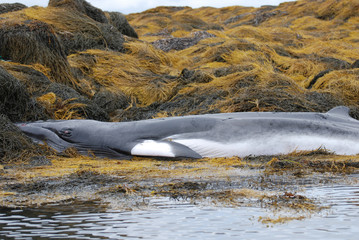 Fototapeta premium Young Minke Whale Deceased