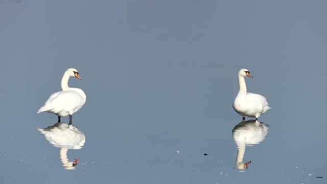 Schw&auml;ne 