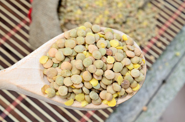 lentil in spoon