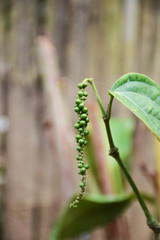 pepper tree, pepper