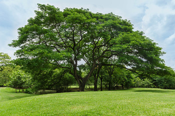 trees and green lawn in the garden