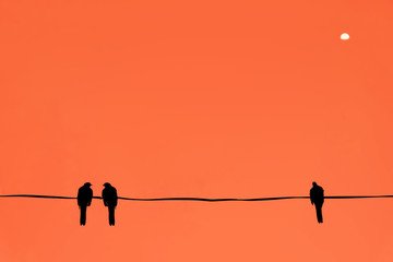 Silhouette of birds at sunset time.