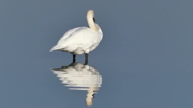Schw&auml;ne 