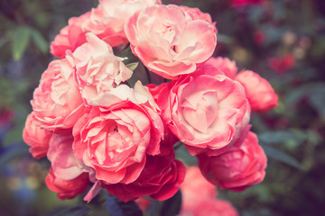 flowers rose with filter effect retro vintage style