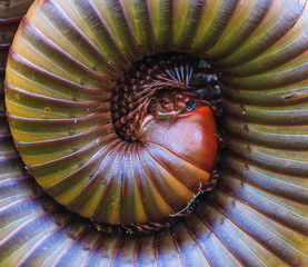 millipede