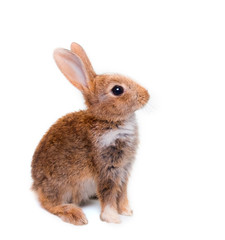 Adorable rabbit isolated on a white background
