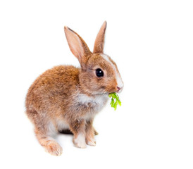 Adorable rabbit isolated on a white background