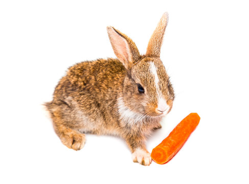 Adorable rabbit isolated on a white background