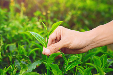 picking tip of green tea leaf by human hand on tea plantation hill during early morning.
