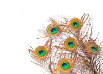 Obraz premium Beautiful peacock feather