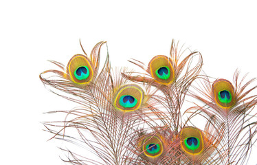 Obraz premium Beautiful peacock feather