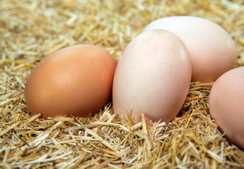 egg with double yellow isolated straw background