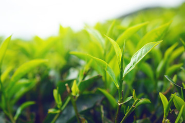 tip of green tea leaf on tea plantation hill during early morning.
