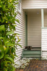 Front porch cat