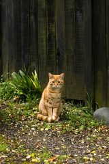 Sad Cute Cat © Juliana