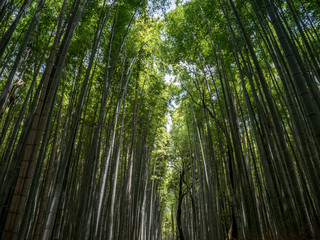 bamboo forest, Arashiyama, Kyoto, Japan