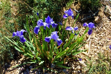 Flores Petunias en la monta&ntilde;a