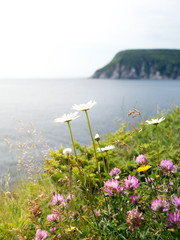 Bouquet of wildflowers overlooking the Gulf of St. Lawrence