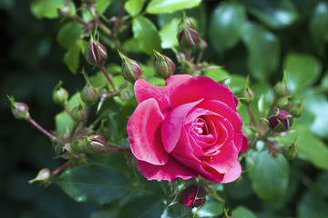 Pink  roses blossoms