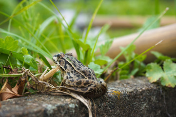 トノサマガエル