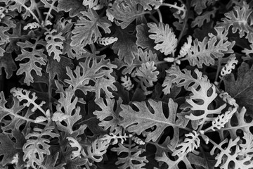 leaf of the silver cineraria, dusty Miller's elegant silver leav
