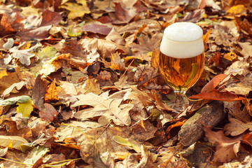 Beer in autumn forest