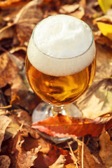 Beer in autumn forest