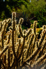Cholla cactus, backlit spiny needles
