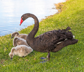 Black Swan with Cygnets