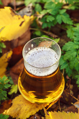 Beer in autumn forest