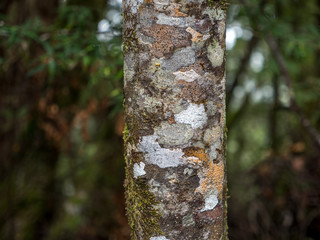 mossy tre trunk in Tarkine National Park, Tasmania