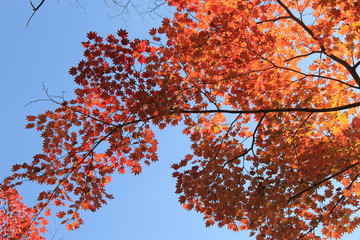 Fototapeta premium 紅葉(秋保)