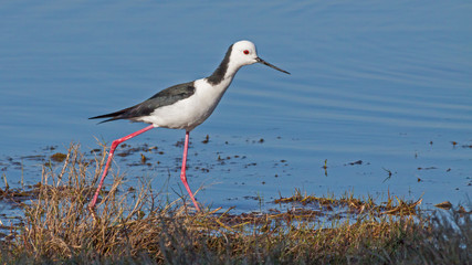 Black-winged Stilt