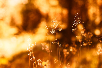 Fototapeta premium Sunset grass blades with light leak and flare background