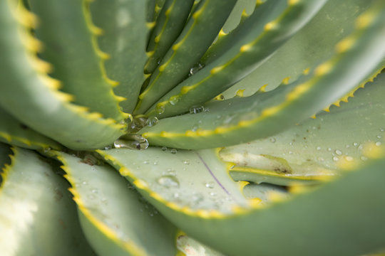 Succulent close-up with dew drops