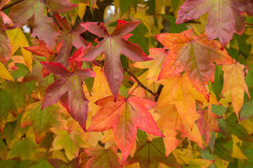 Naklejka na ściany i meble Autumn Maple tree leaves