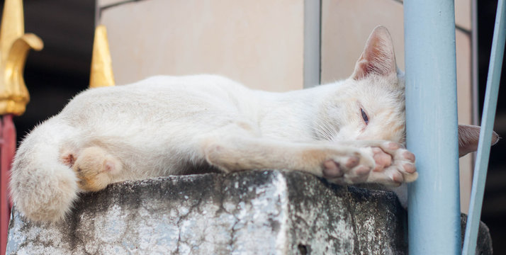 A stray cat outdoors, Sleeping on the pillar. selective focus.